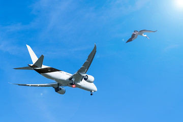 Fototapeta na wymiar airplane and bird in the sky
