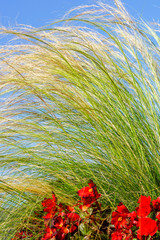 tall green grass and red flowers against a blue sky
