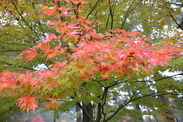 紅葉