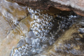 Nature with flowers and animals