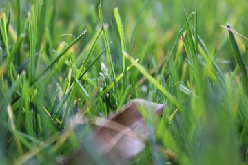 Nature with flowers and animals