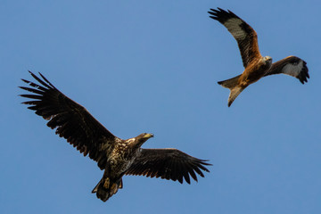 Seeadler und Rotmilan (milvus milvus) beäugen sich im Flug