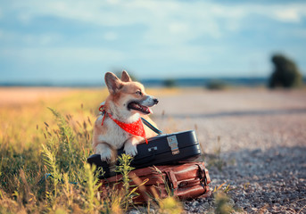 portrait of cute puppy red dog Corgi lies on the side of the road on two old leather suitcases on the road waiting for transport while traveling on vacation on a summer day - Powered by Adobe