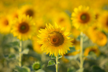The beauty of the sunflower on the background blur.