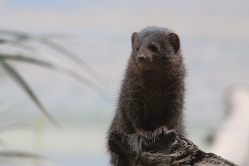 Nature with flowers and animals