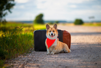 portrait of cute puppy red Corgi dog sitting next to two old leather suitcases on the road waiting for transport while traveling on vacation on a summer afternoon
