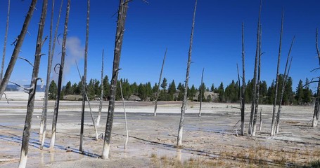 Yellowstone National Park geyser basin steam. Geothermal ecosystem environment. Largest super volcano on the continent. Biology geography and ecology. Millions of tourist.