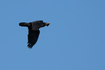 Ein Kolkrabe fliegt mit zwei Bratwürsten im Mund