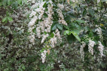 wild flowers on a tree