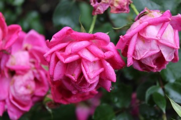 pink flower in the garden