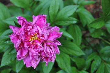 pink flower in the garden
