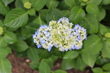 blue flowers on green background