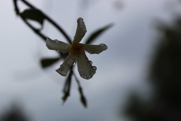 flower in the shadows