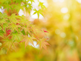 colorful maple leaves on early autumn season.