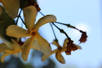 autumn leaves on tree with a flower