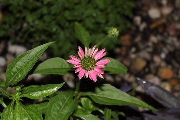 pink flower