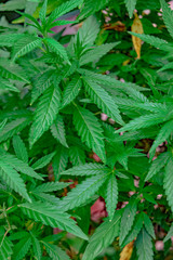 Marijuana plant grows in the garden