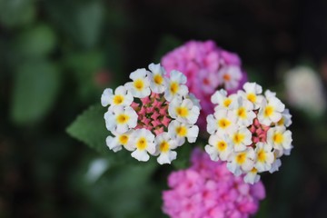 flowers in garden