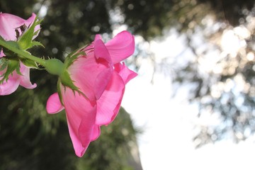 pink rose in the garden