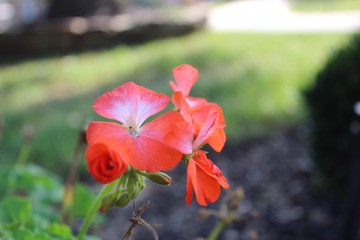 red flowers in the garden