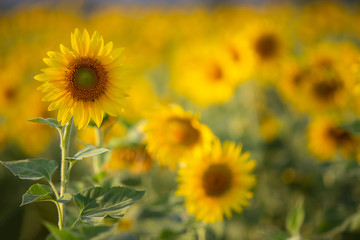 The beauty of the sunflower on the background blur.