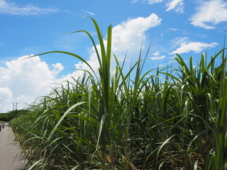Obraz premium 波照間島のサトウキビ畑／Hateruma Island sugarcane field. Hateruma Island is one of the Yaeyama Islands in Okinawa, and is the southernmost manned island in Japan.