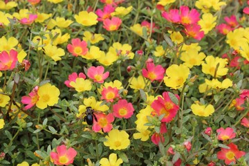 colorful flowers in the garden