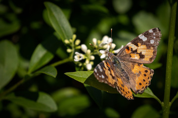 Hübscher Schmetterling vor Blüten für Kalender