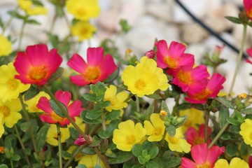 colorful flowers in the garden
