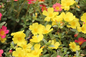 yellow flowers in garden