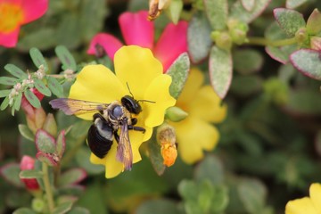 bee on a flower