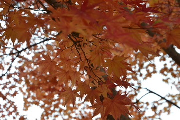 紅葉