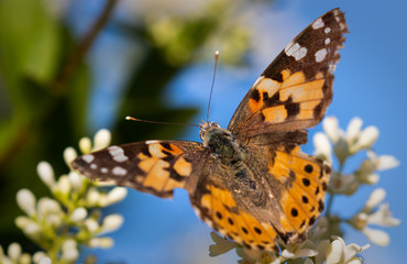 Hübscher Schmetterling vor weißen Blüten und blauem Hintergrund
