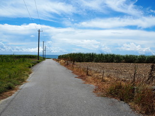 Fototapeta na wymiar 波照間島の道路とサトウキビ畑／Hateruma Island road and sugarcane field. Hateruma Island is one of the Yaeyama Islands in Okinawa, and is the southernmost manned island in Japan.
