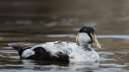Common eider male close up (Somateria mollissima), Scotland