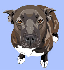 cute portrait of a dog pit bull terrier (american bulldog)