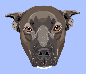 cute portrait of a dog pit bull terrier (american bulldog)