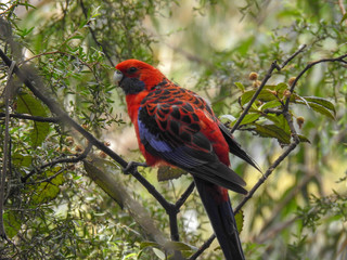 Colorful Crimson Rosella in Australia