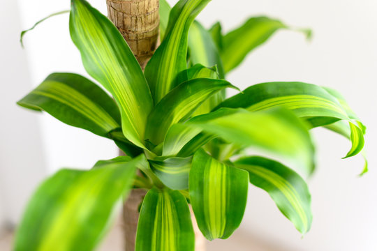 Dracaena Fragrans 