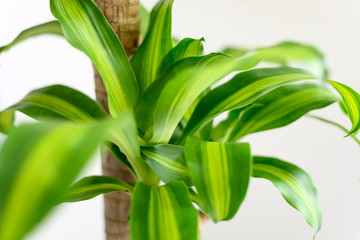Dracaena fragrans 