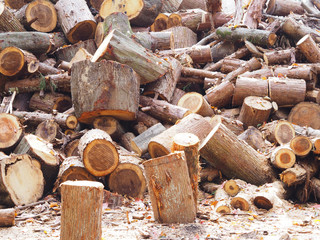 Pile of cut logs in the forest.