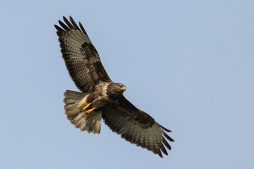 Portrait eines fliegenden Bussards (buteo buteo) von der Unterseite in Deutschland