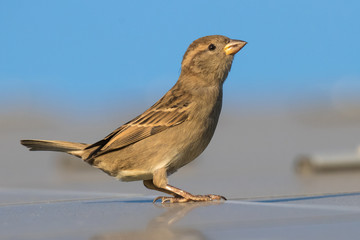 Schönes Portrait von einem Spatz
