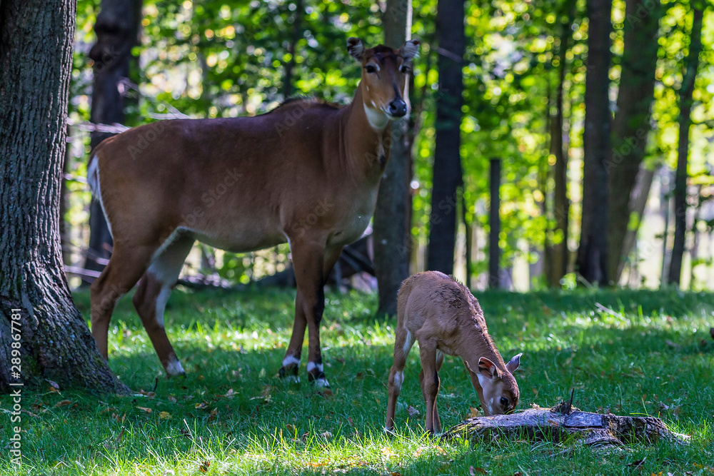 Wall mural nilgai - blue bull (boselaphus tragocamelus), asian antelope,antelope bull with a few days old fawn.