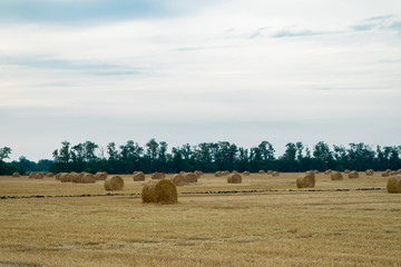 Round haystacks on a wheat field, harvesting at the end of summer, in the background trees. Blue sky with clouds. Scenery. Average plan.