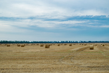 Round haystacks on a wheat field, harvesting at the end of summer, in the background trees. Blue sky with clouds before a thunderstorm.