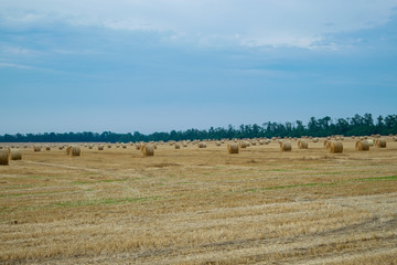 Obraz premium Round haystacks on a wheat field, harvesting at the end of summer, in the background trees. Blue sky with clouds before a thunderstorm and rain..