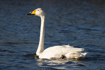 Singschwan (cygnus cygnus) schwimmt im Wasser mit kleinen Wellen und schaut in die kamera