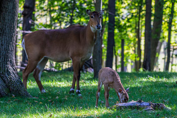 Nilgai - Blue Bull (Boselaphus tragocamelus),  Asian antelope,Antelope bull with a few days old fawn.
