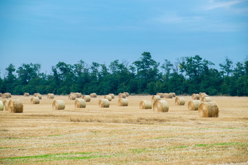 Fototapeta premium Many curved haystacks on a wheat field, harvest at the end of summer, in the background trees. Nature perspective and white sky. Beautiful landscape. Average plan.